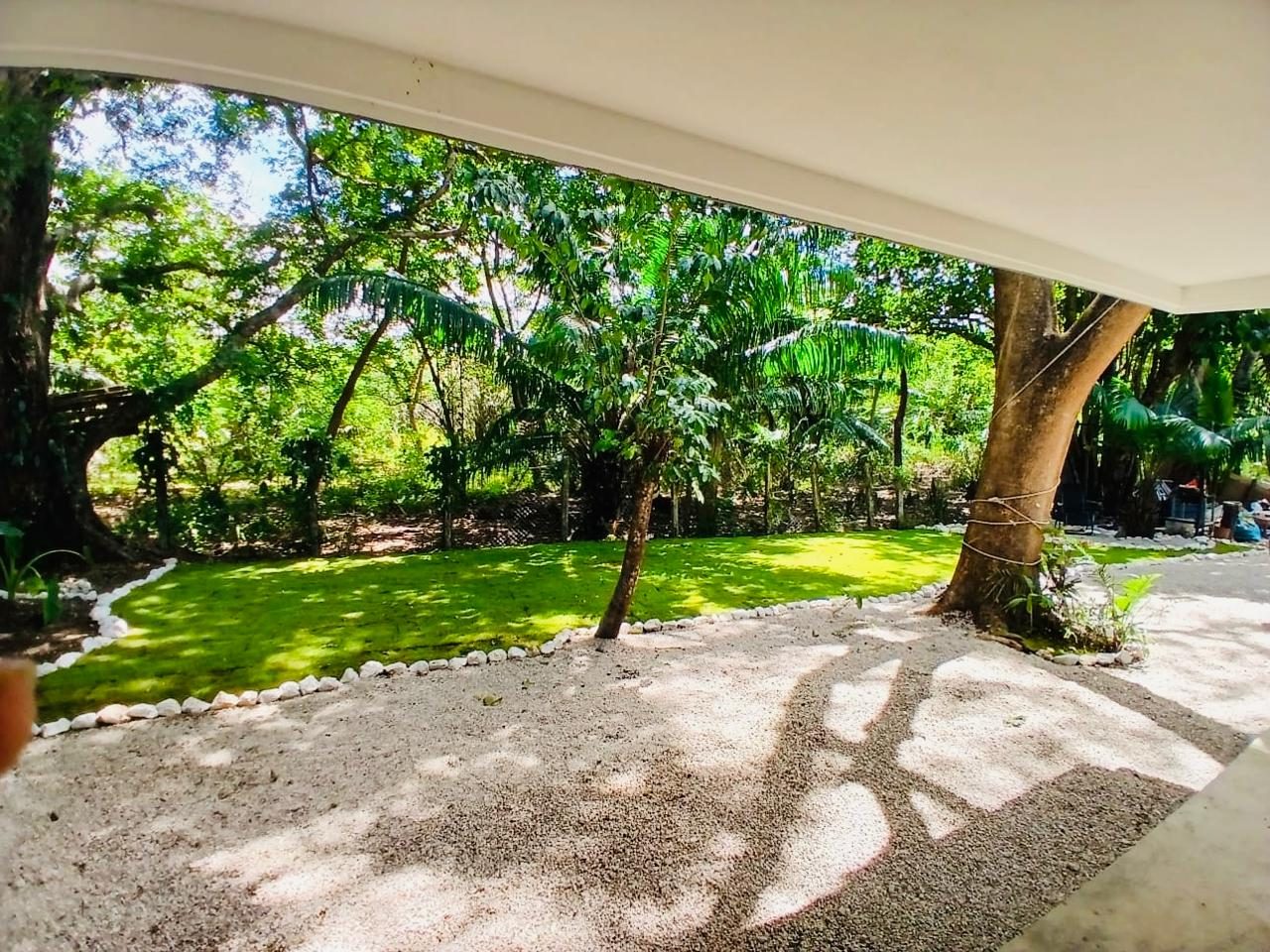 The forest as seen from the property